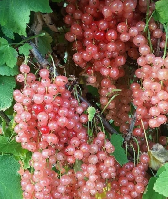 Coacaz Roz (ghiveci)