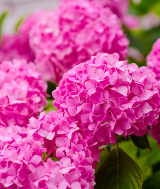 Hortensie roz (alveola) Hortensie roz (alveola)