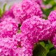 Hortensie roz (alveola) Hortensie roz (alveola)