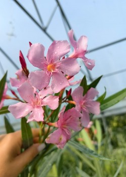 Leandru roz 50-70cm (ghiveci)