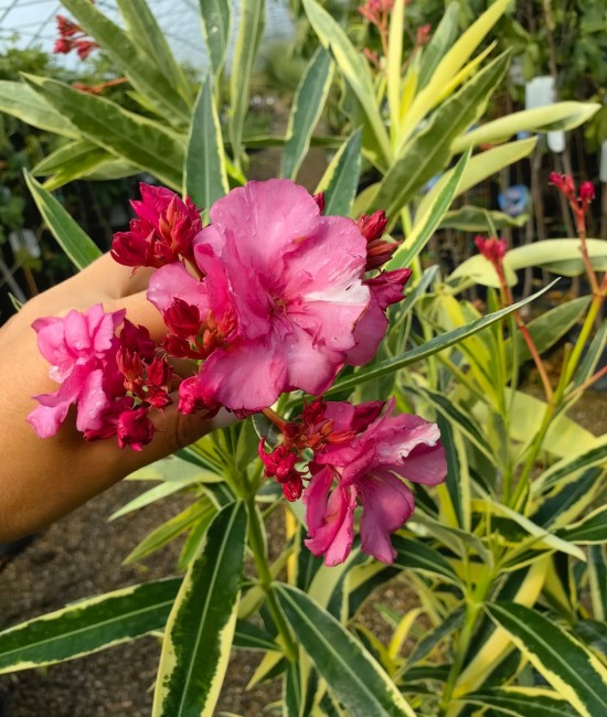 Leandru Roz Dublu Variegat 50-70 cm (ghiveci)