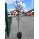 Piersic Sanguine pe rod (ghiveci) Piersic Sanguine pe rod (ghiveci)