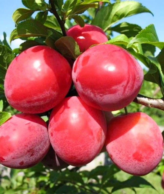 PRUN SANTA ROSA(radacina nuda) PRUN SANTA ROSA(radacina nuda)