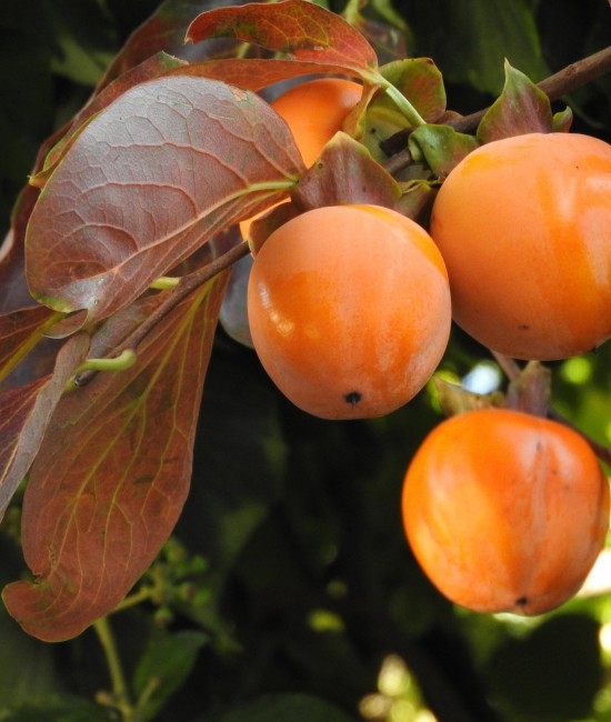 Kaki Tipo pe rod (ghiveci) Kaki Tipo pe rod (ghiveci)