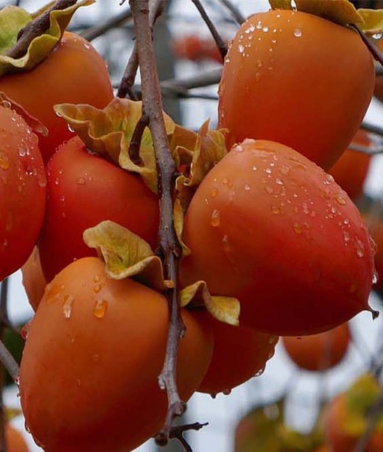 Kaki Sharon (radacina nuda)