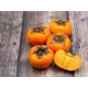 Kaki Sharon pe rod (ghiveci) Kaki Sharon pe rod (ghiveci)
