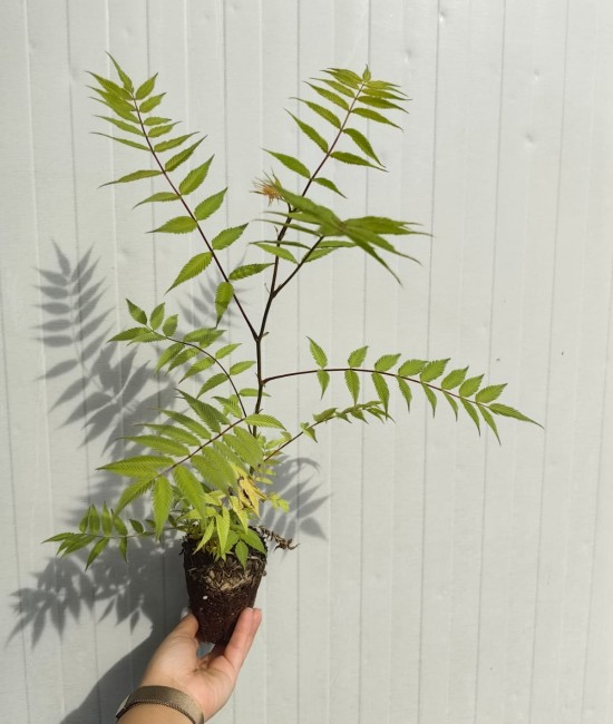 Sorbaria Sorbifolia 20-30cm (alveola) Sorbaria Sorbifolia 20-30cm (alveola)
