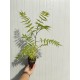 Sorbaria Sorbifolia 20-30cm (alveola) Sorbaria Sorbifolia 20-30cm (alveola)
