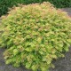 Sorbaria Sorbifolia 20-30cm (alveola) Sorbaria Sorbifolia 20-30cm (alveola)