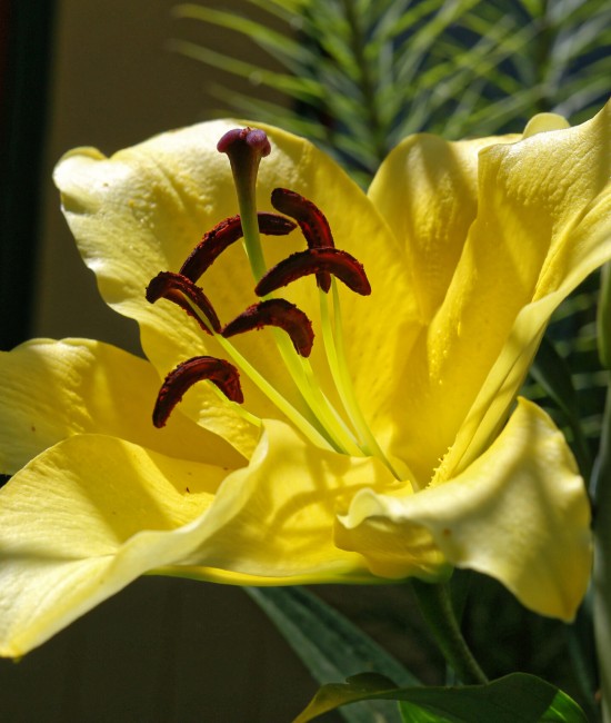 Crin Golden Splendor