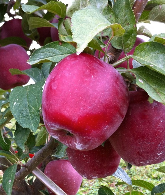 Mar Starkrimson(radacina nuda)