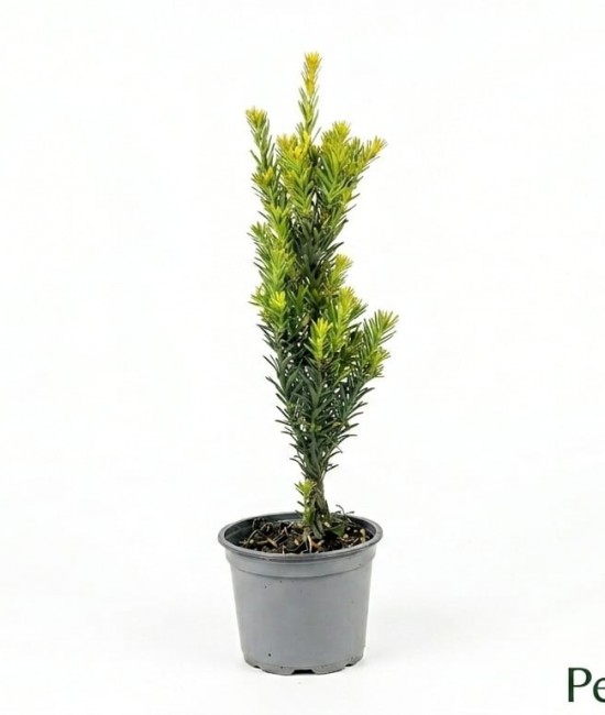 Taxus Media Hillii 20-40cm (ghiveci) Taxus Media Hillii 20-40cm (ghiveci)