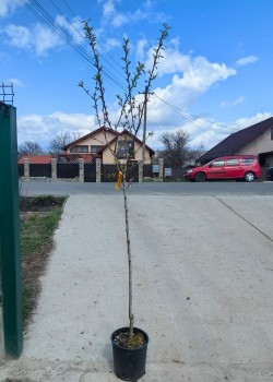 Migdal Texas pe rod (ghiveci)