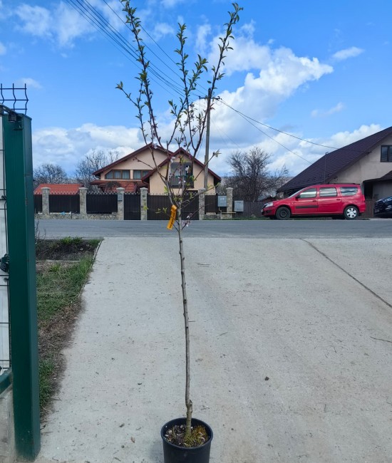 Migdal Texas pe rod (ghiveci) Migdal Texas pe rod (ghiveci)