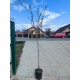 Migdal Texas pe rod (ghiveci) Migdal Texas pe rod (ghiveci)