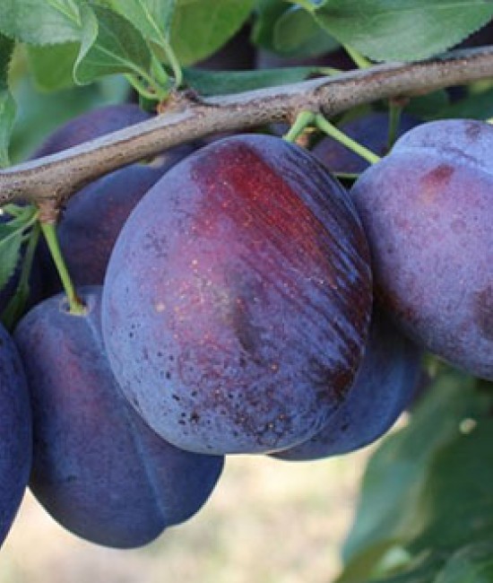 Prun Top Taste (Radacina nuda) Prun Top Taste (Radacina nuda)