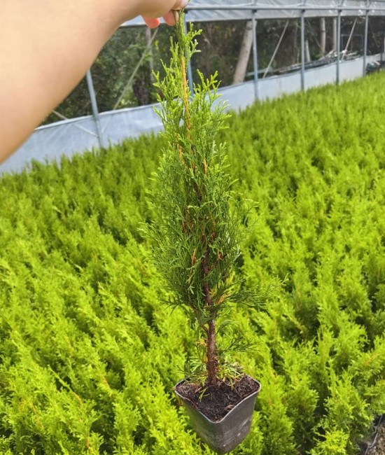 Tuia smaragd ghiveci 40-60 cm