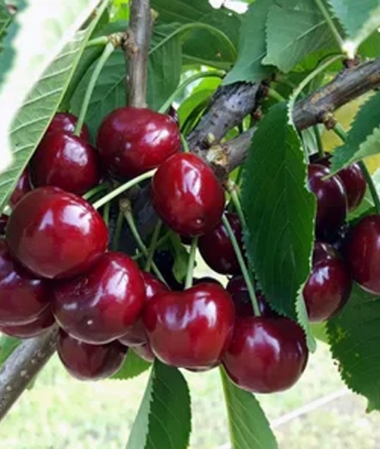 Cires Van (radacina nuda) Cires Van (radacina nuda)