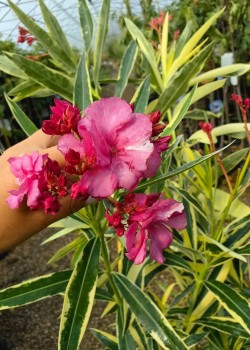 Leandru Splendes Variegat (roz dublu) 20-40 cm
