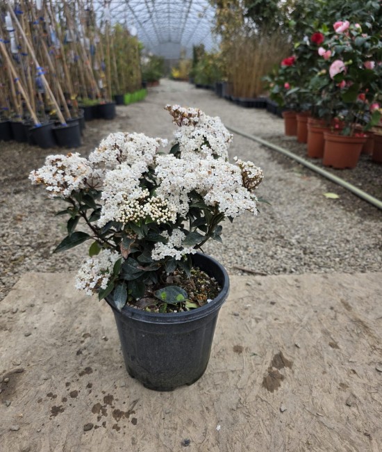 Viburnum Tinus (ghiveci) Viburnum Tinus (ghiveci)