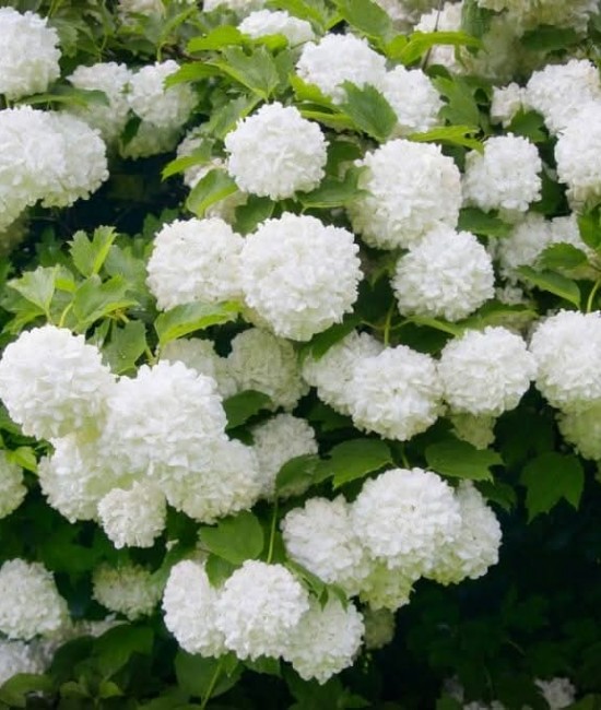Bulgare de zapada(viburnum) 10-20cm (alveola) Bulgare de zapada(viburnum) 10-20cm (alveola)