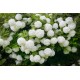 Bulgare de zapada(viburnum) 10-20cm (alveola) Bulgare de zapada(viburnum) 10-20cm (alveola)