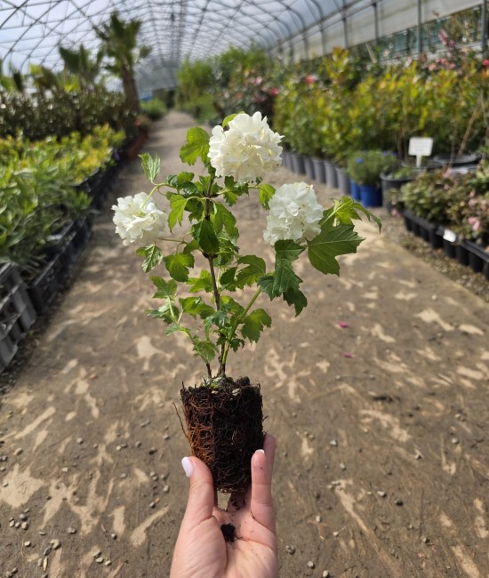 Bulgare de zapada(viburnum) 10-20cm (alveola) Bulgare de zapada(viburnum) 10-20cm (alveola)