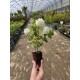 Bulgare de zapada(viburnum) 10-20cm (alveola) Bulgare de zapada(viburnum) 10-20cm (alveola)