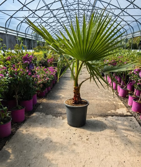 Palmier Washingtonia Ghiveci 10L Palmier Washingtonia Ghiveci 10L