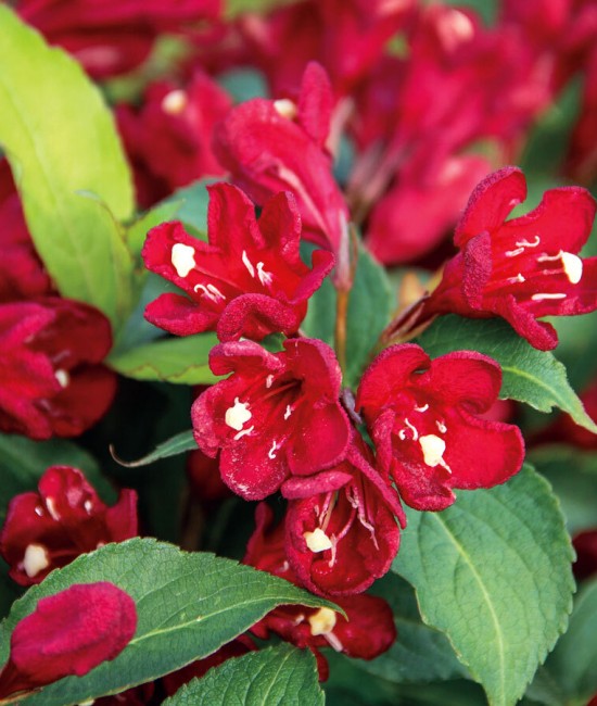 Weigela Cherry Love 5-10cm (alveola) Weigela Cherry Love 5-10cm (alveola)