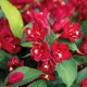 Weigela Cherry Love 5-10cm (alveola) Weigela Cherry Love 5-10cm (alveola)