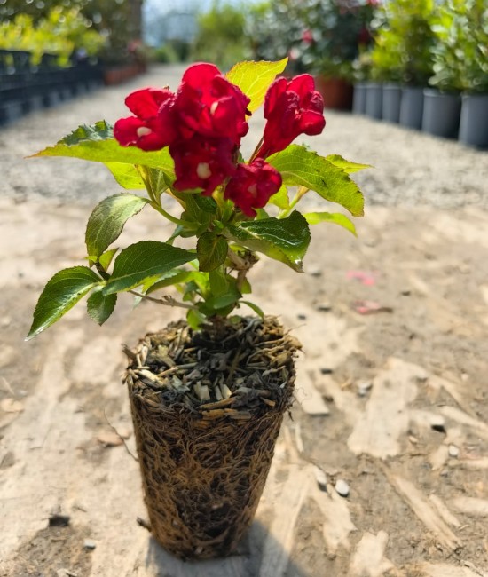 Weigela Cherry Love 5-10cm (alveola) Weigela Cherry Love 5-10cm (alveola)