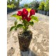 Weigela Cherry Love 5-10cm (alveola) Weigela Cherry Love 5-10cm (alveola)