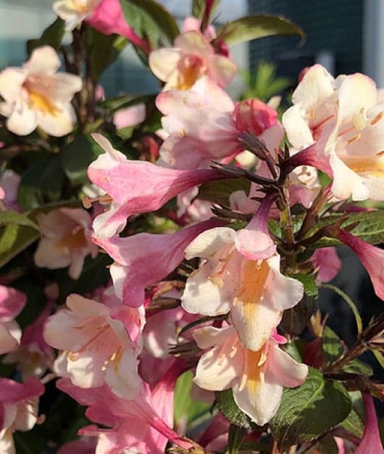 Weigela Vintage Love 5-10cm (alveola) Weigela Vintage Love 5-10cm (alveola)