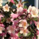 Weigela Vintage Love 5-10cm (alveola) Weigela Vintage Love 5-10cm (alveola)