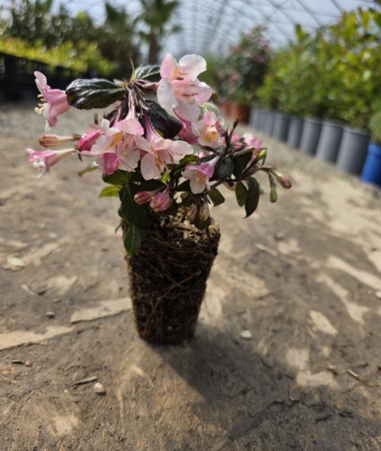 Weigela Vintage Love 5-10cm (alveola) Weigela Vintage Love 5-10cm (alveola)