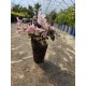 Weigela Vintage Love 5-10cm (alveola) Weigela Vintage Love 5-10cm (alveola)