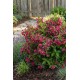 Weigela Big Love 5-10cm (alveola) Weigela Big Love 5-10cm (alveola)