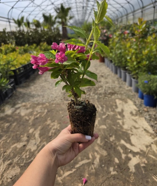Weigela Big Love 5-10cm (alveola) Weigela Big Love 5-10cm (alveola)