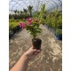 Weigela Big Love 5-10cm (alveola) Weigela Big Love 5-10cm (alveola)