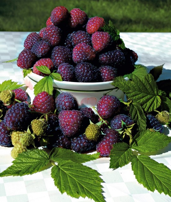 Zmeur Violet (ghiveci) Zmeur Violet (ghiveci)