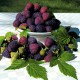 Zmeur Violet (ghiveci) Zmeur Violet (ghiveci)