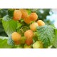 Zmeura Galbena Golden Queen (ghiveci) Zmeura Galbena Golden Queen (ghiveci)