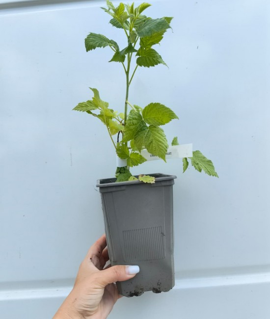 Zmeur Violet (ghiveci) Zmeur Violet (ghiveci)