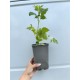 Zmeur Violet (ghiveci) Zmeur Violet (ghiveci)