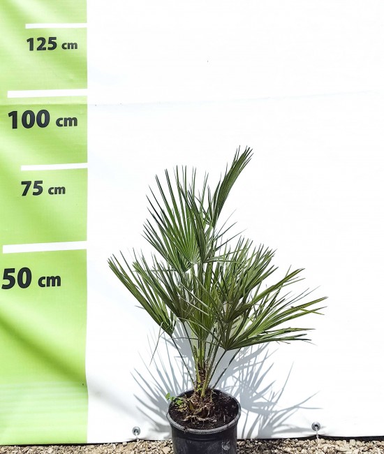 Palmier Chamaerops Humilis 60-80 cm Palmier Chamaerops Humilis 60-80 cm