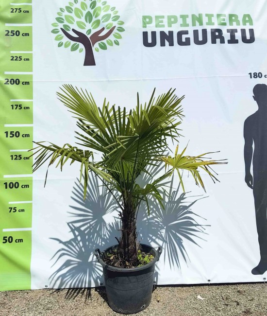 Palmier rezistent la frig Trachycarpus Fortunei 1.20-1.80 m Palmier rezistent la frig Trachycarpus Fortunei 1.20-1.80 m