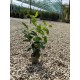 Laur englezesc Novita 20-40 cm Laur englezesc Novita 20-40 cm