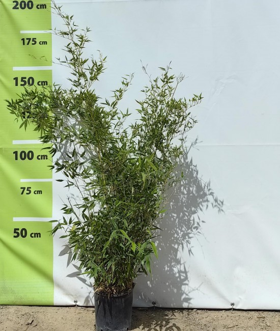 Bambus 1.4-1.5 m