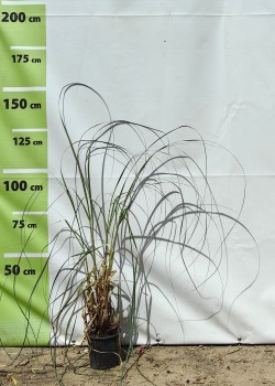 Iarba de pampas alb